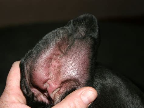 What causes fluid in a dogs ear lobes? | Vets and Pet Health