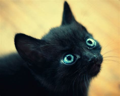 Black Cat With Big Blue Eyes Cat With Blue Eyes Cute Black Kitten