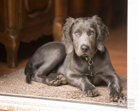 Pet Photography For Salem Portland And The Willamette Valley Oregon Weimaraner Puppies Blue