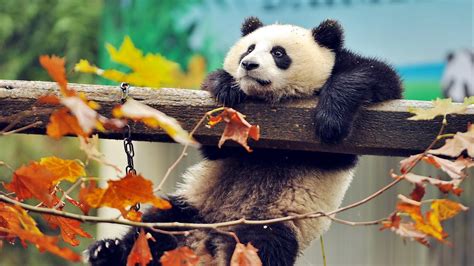 Download Wallpaper 1600x900 Panda Bear Branch Tree Widescreen 169