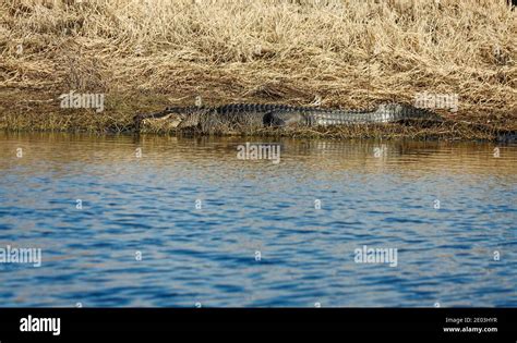 American Alligator Lying At Water Golden Hour Light Alligator