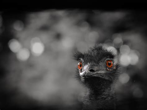 Emu Bird Animal Free Photo On Pixabay Pixabay