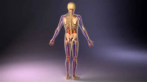 The frontal bone is a flat bone. Human Anatomy Male 3D Review - YouTube
