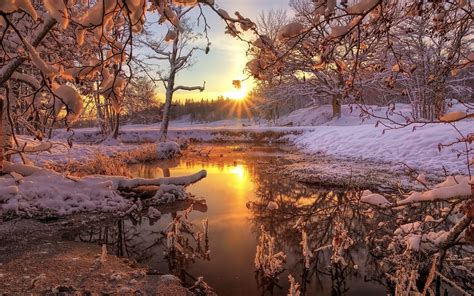 Winter Snow Forest Trees River Dawn Sunrise