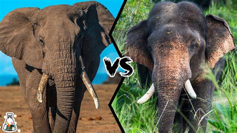 african elephant vs asian elephant who will be the king youtube