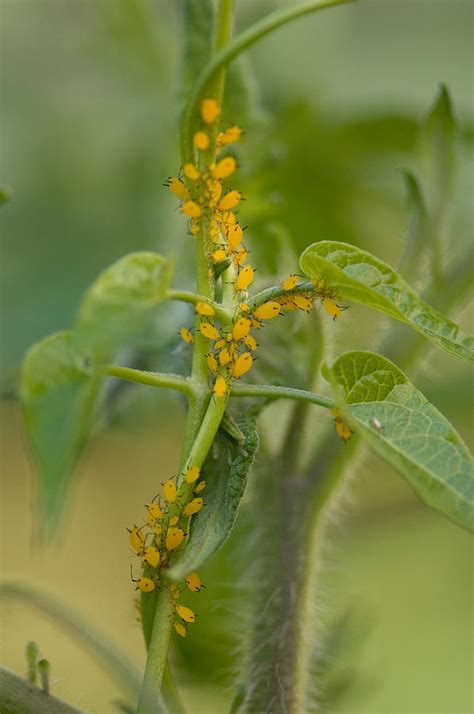 Aphids On A Tomato Plant Photograph By Joel Sartore