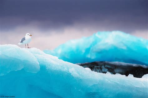 Svalbard Ice Lover Photo Expedition 2022 Oryx Photo Tours