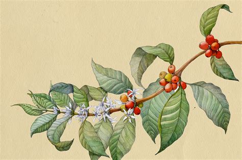 Coffee Plant On Behance