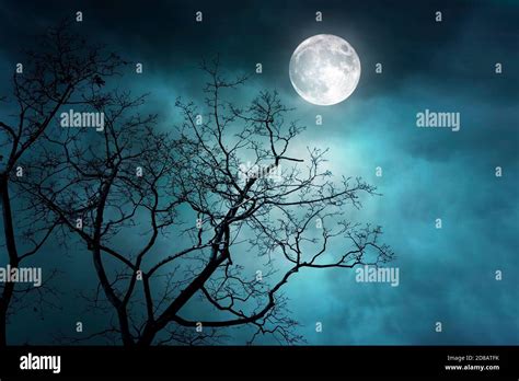 Mysterious Dark Forest At Night With Fog And Moonlight Hi Res Stock