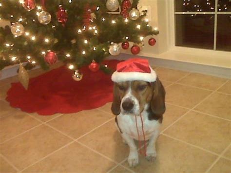 This Took A Few Tries But I Got My Beagle Xmas Card Santa Paws Beagles