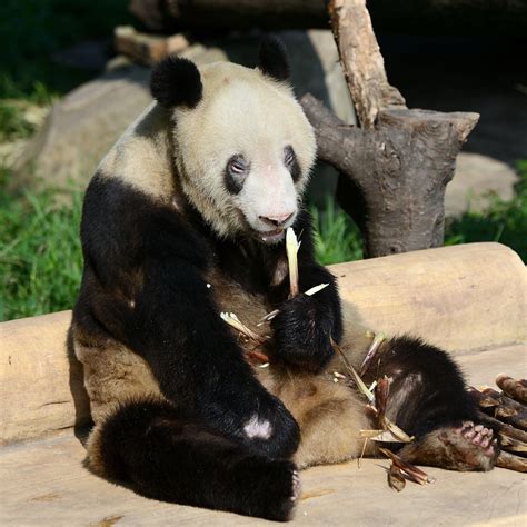 World’s Oldest Giant Panda With 153 Descendants Dies Of Multiple Organ Failure At The Age Of 38