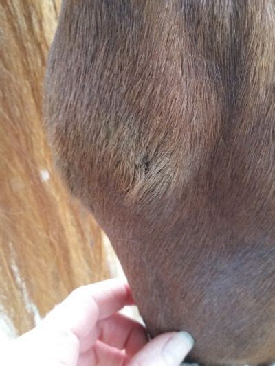 Pro Equine Grooms Dealing With Your Horses Bed Sores Horse Care