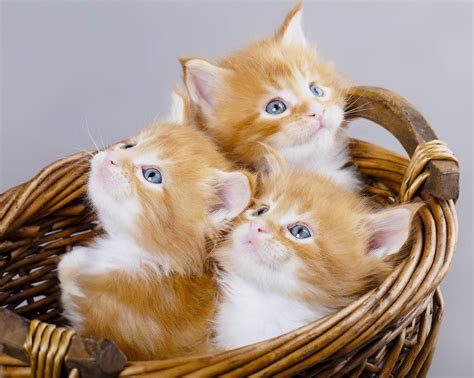 Maine Coon Kitten Red Blue Eyes A Trio Trio Basket Wallpapers