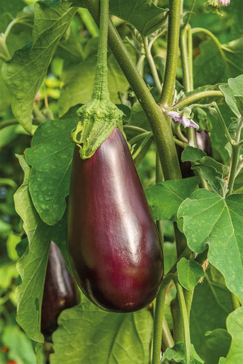 Aubergine Black Beauty Seeds From Mr Fothergills Seeds And Plants