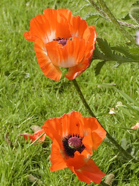I love growing poppies in my garden, and i am always recommending other gardeners do it too. 10 Easy Steps to Growing Seeds