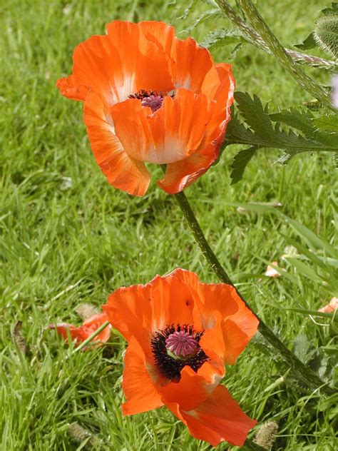 Learn how to grow poppies in this article. 10 Easy Steps to Growing Seeds