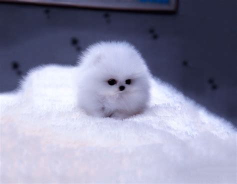 Dogs Cute Puppy Kitty Fur Blue Fuzz Fluffy Dog Free Desktop