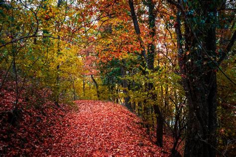 Autumn Forest Scenery With Beautiful Colors Stock Image