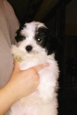 Modern bichons are friendly and playful and get along well with children and other. Beautiful Bichon Poo puppy for sale for Sale in Lakeland ...