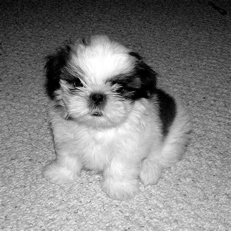 Cute Puppy Dogs Cute Shih Tzu Puppies