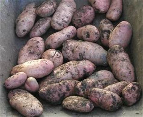 Follow these five easy steps to keep your potatoes fresh all winter long. Harvesting Potatoes Guide - Allotment Garden Recipes