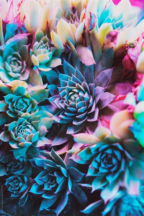 17 Colorful Succulent Desktop Wallpapers Wallpapersafari