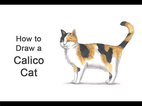 Dvdfab passkey for 製品 版 無料. Calico Cat Drawing - Stripey babies making up for the last few days with some quick tigers ...