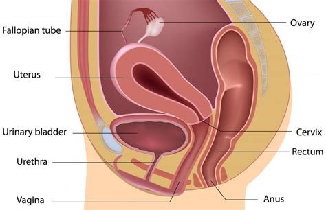 What Is A Uterine Inversion With Pictures