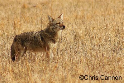 Coyotes State Of Tennessee Wildlife Resources Agency