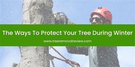 The Ways To Protect Your Tree During Winter Tree Removal Review
