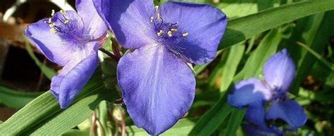 Tradescantia Spiderwort Virginia Spiderwort Ladys Tears