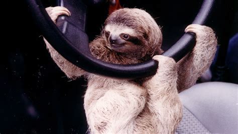 Three Toed Sloth In A Toyota Something Tells Me We Wouldnt Want To