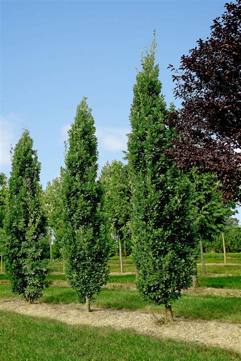 Quercus Robur Fastigiata Koster Säulen Eiche Koster WÖrlein