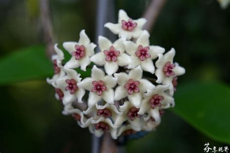 Hoya property care ltd., vancouver, bc. Hoya graveolens