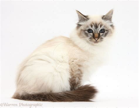Tabby Point Birman Cat Sitting Baby Kittens Cute Cats And Kittens