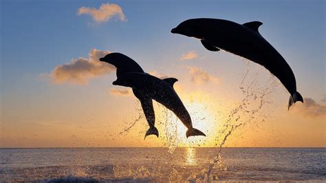 Bottlenose Dolphins Tursiops Truncatus In Caribbean Sea At Sunset