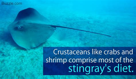 What Do Stingrays Eat Find Out Here Animal Sake