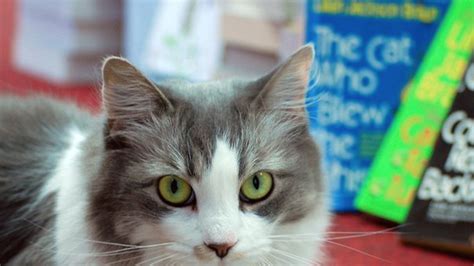 13 Bookstore Cats Mental Floss