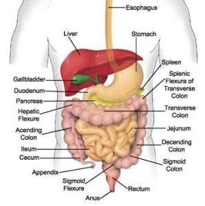 There are multiple anatomical areas within the abdomen, each of which contain specific contents and are bound by certain borders. Abdominal Pain or Stomach Pain - Health and Fitness