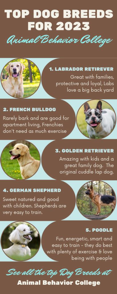 Top 10 Dog Breeds Depends On The Category Animal Behavior College