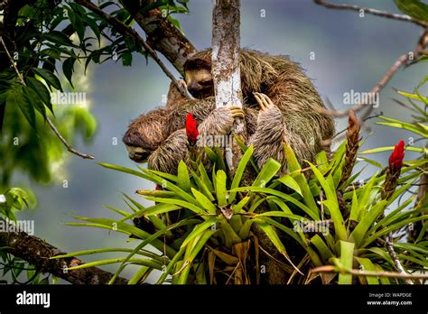 Brown Throated Sloth Bradypus Variegatus Ia Three Toed Sloth With Its