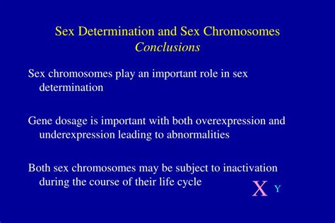 Ppt Sex Determination And Sex Chromosomes Powerpoint Presentation Free Download Id 3282831