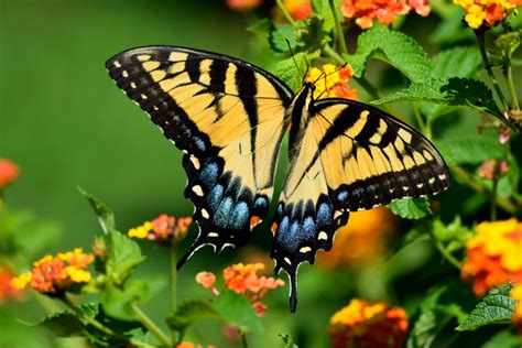 Tiger Swallowtail Butterfly Free Stock Photo Public Domain Pictures