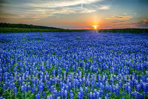 Texas Hill Country Blue Bonnets Bee Creek Photo