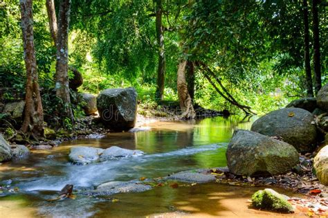 Bright Jungle With River Natural Landscape Stock Photo Image Of