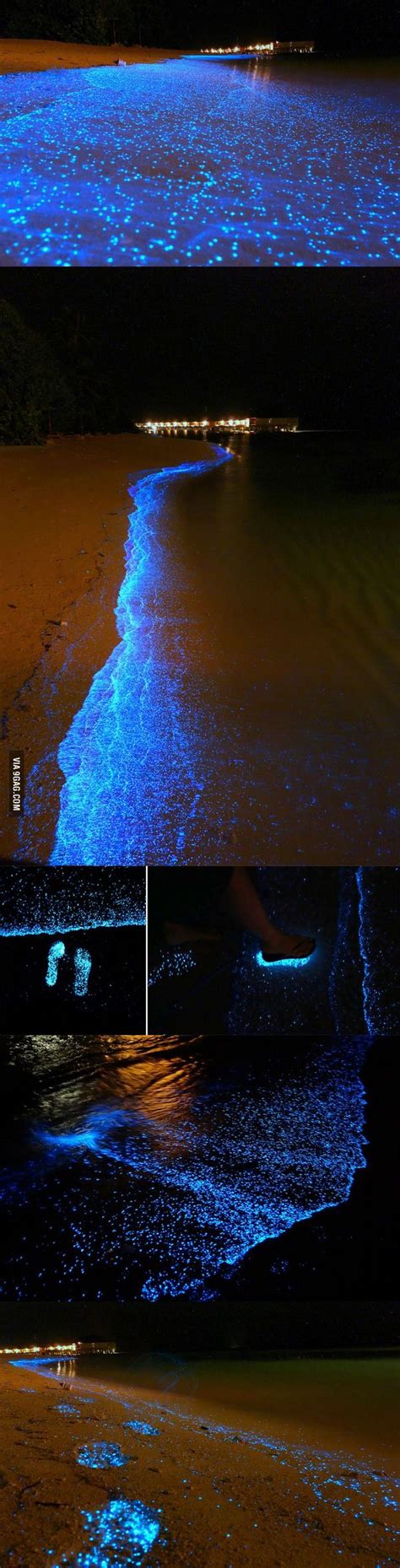 Magical Bioluminescent Phytoplankton At Maldives Beach