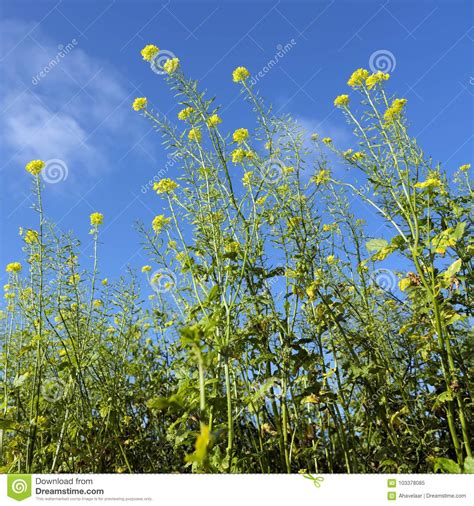 Yellow Flowers Of Mustard Seed Plants Against Blue Sky Stock Image