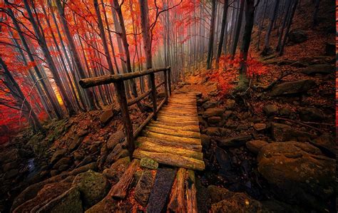 Nature Landscape Forest Colorful Bridge Fall Mist