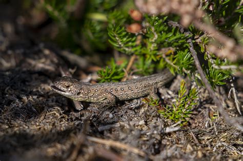 Britains Rarest Lizard Species Released Into Wild In Hampshire Royal