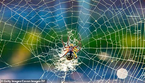 Researchers Develop Fake Spider Silk Thats Stronger Than Steel And